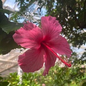 Meet your Posher, Ivy